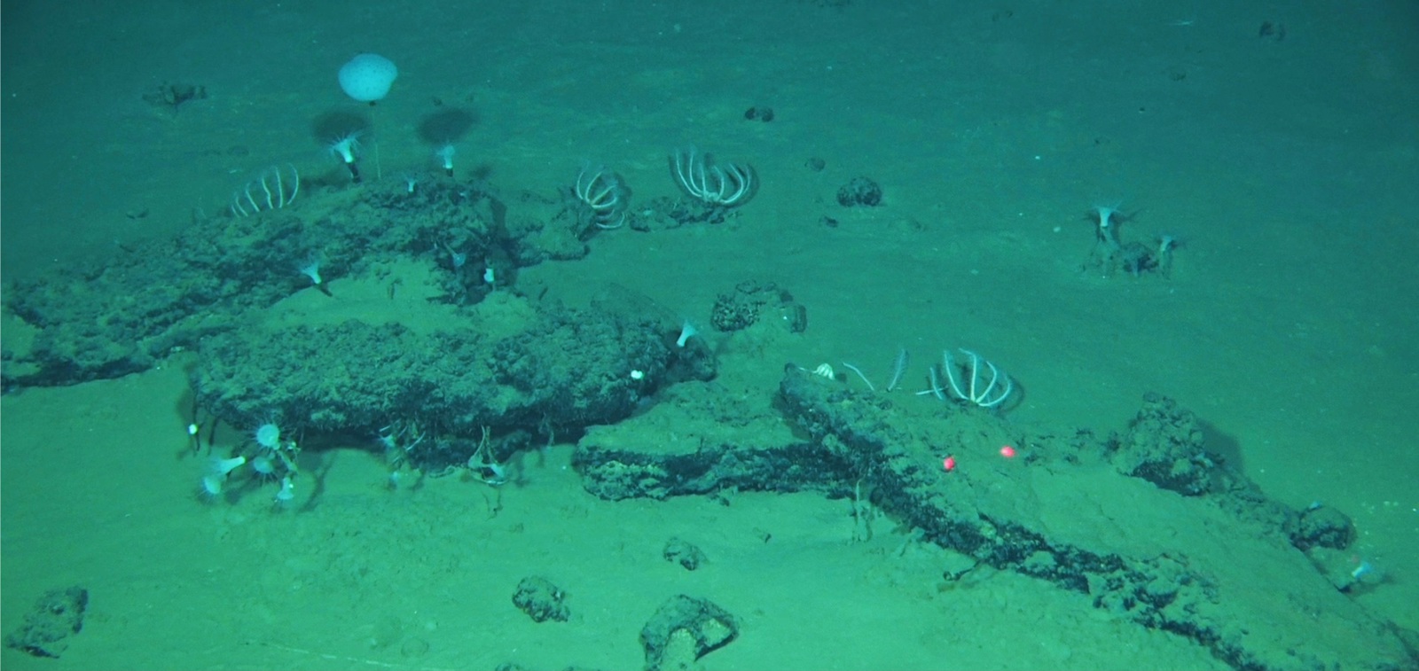 Hallan el mayor y más profundo cementerio de ballenas con restos de 5.3 millones de años