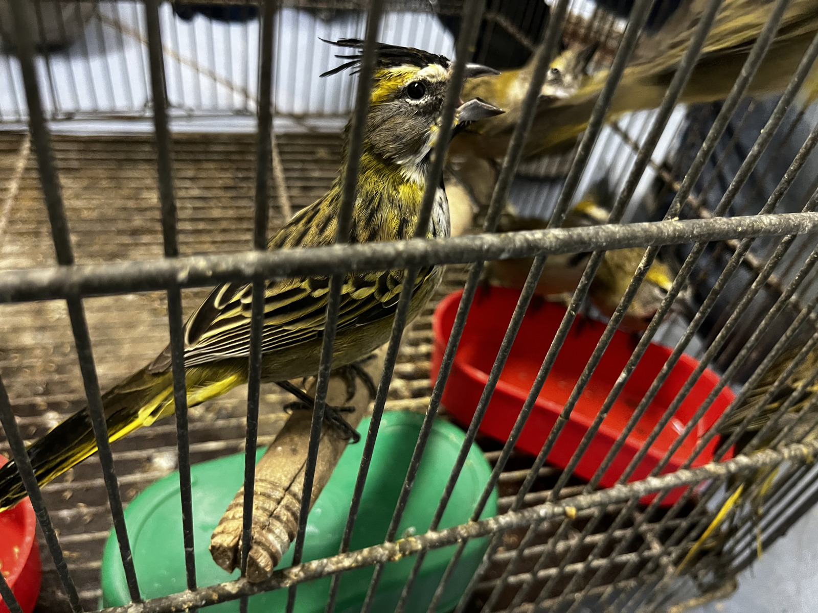 Demanda de mascotas exóticas dispara el tráfico ilegal de reptiles y aves en Latinoamérica