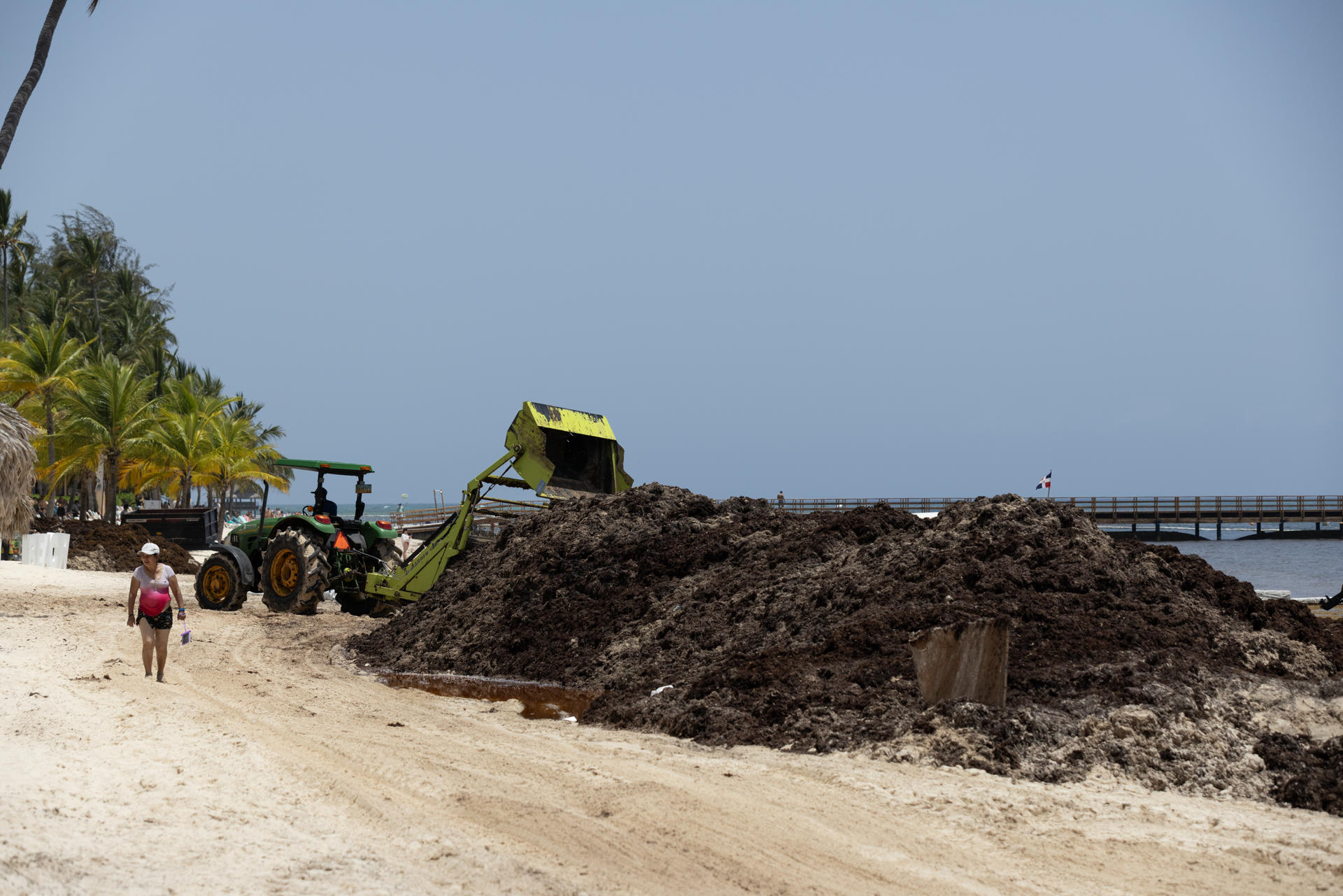 El sargazo en las playas preocupa en República Dominicana, una potencia turística caribeña
