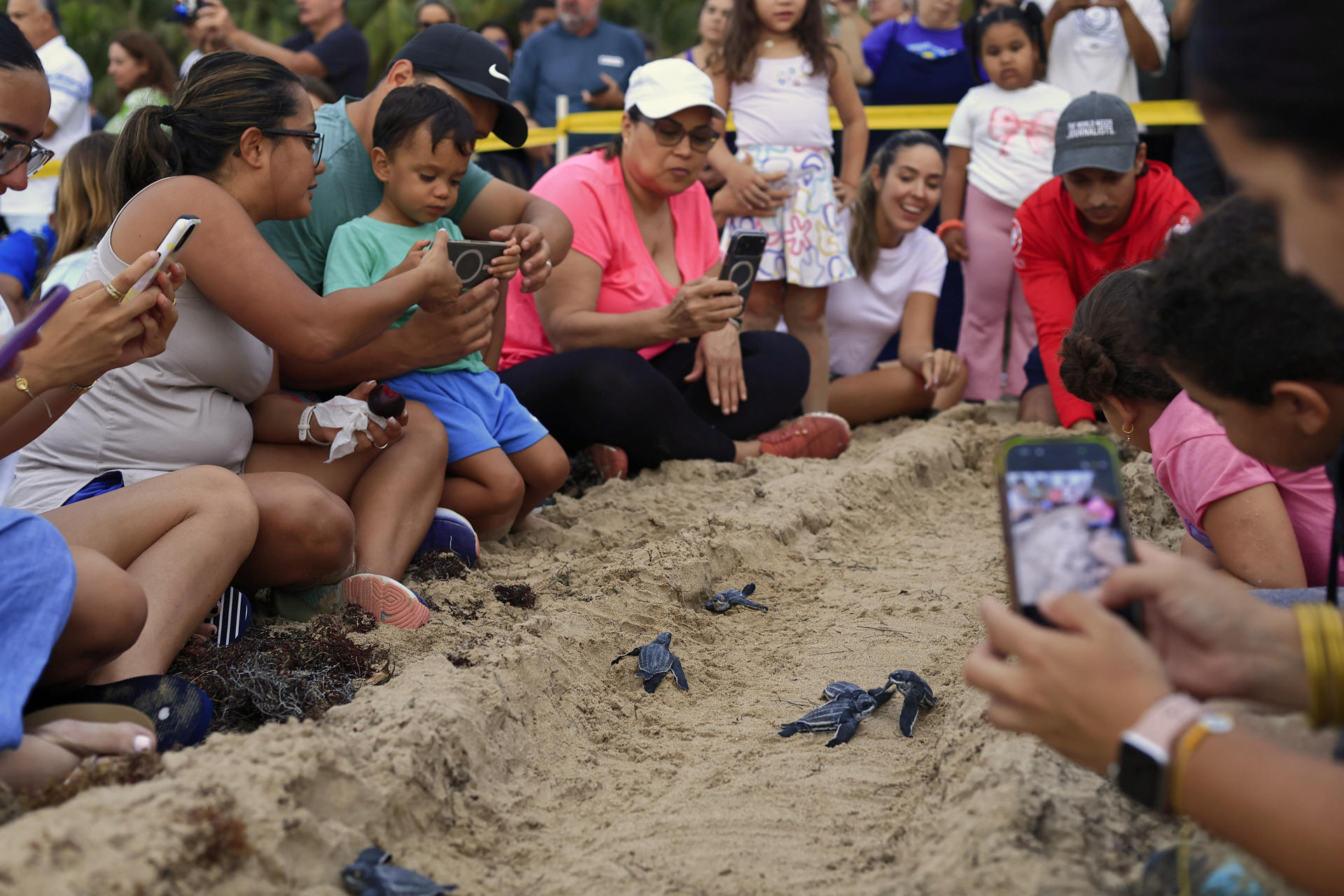 Playas de Puerto Rico convertidas en aulas para aprender a proteger a la tortuga tinglar