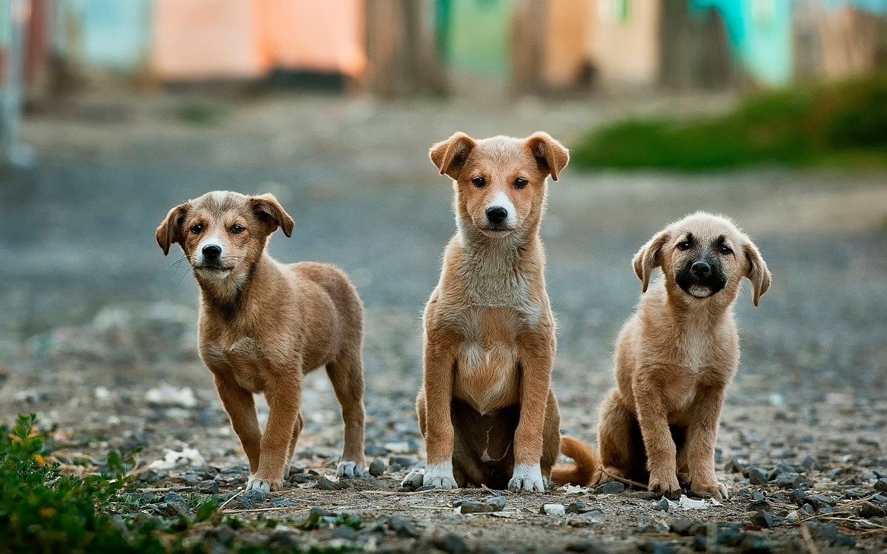 Exigen investigación sobre supuesto caso de maltrato de animales en Cayey