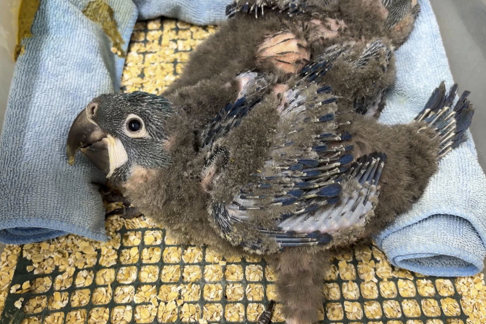 Un zoológico belga establece récords y logra criar los tres tipos de guacamayo azul del mundo