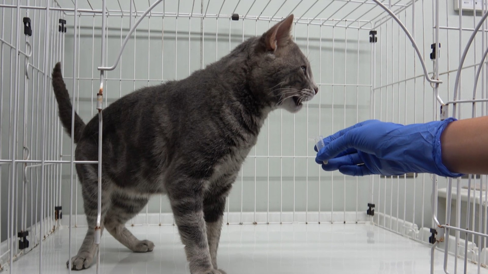 El origen de la huella química de la orina de los gatos estaría en el riñón