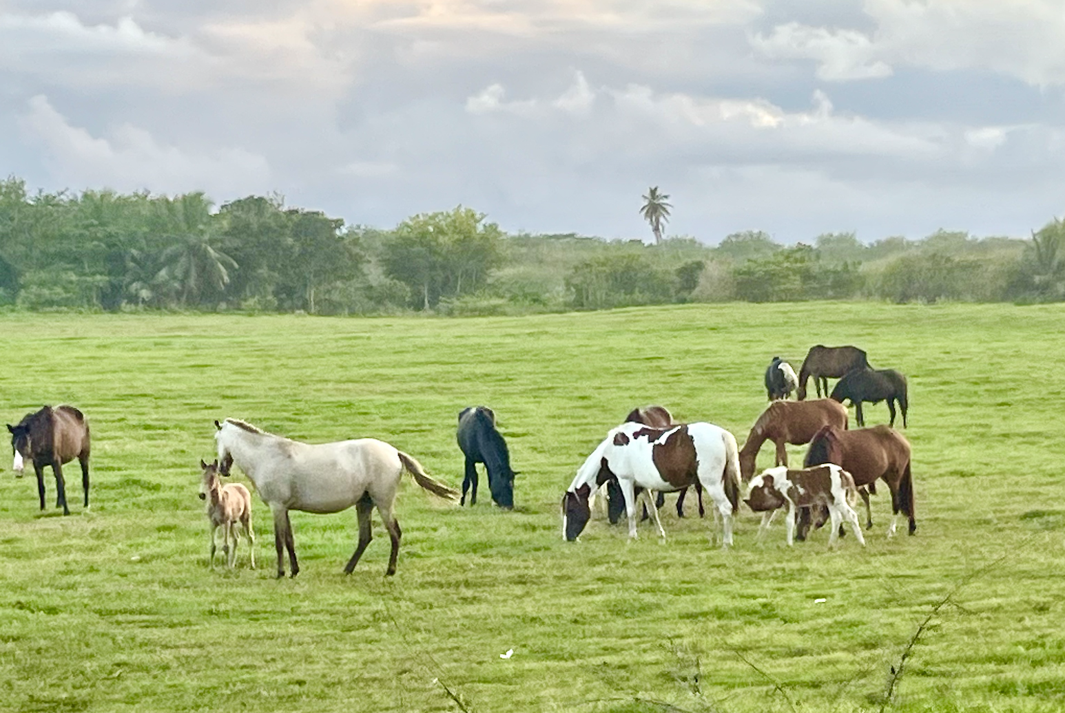 Vega Baja crea programa para adoptar caballos realengos no reclamados