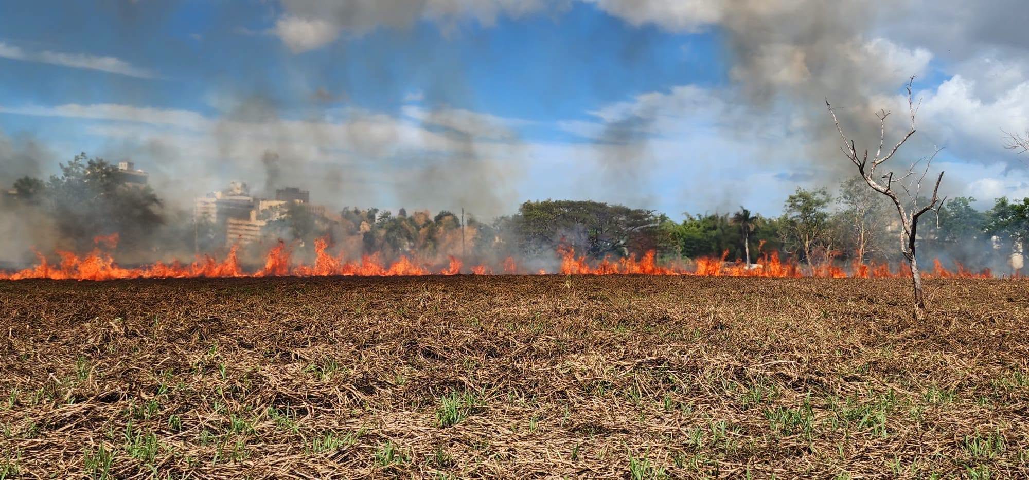 Otro fuego forestal en el área del Jardín Botánico de la UPR