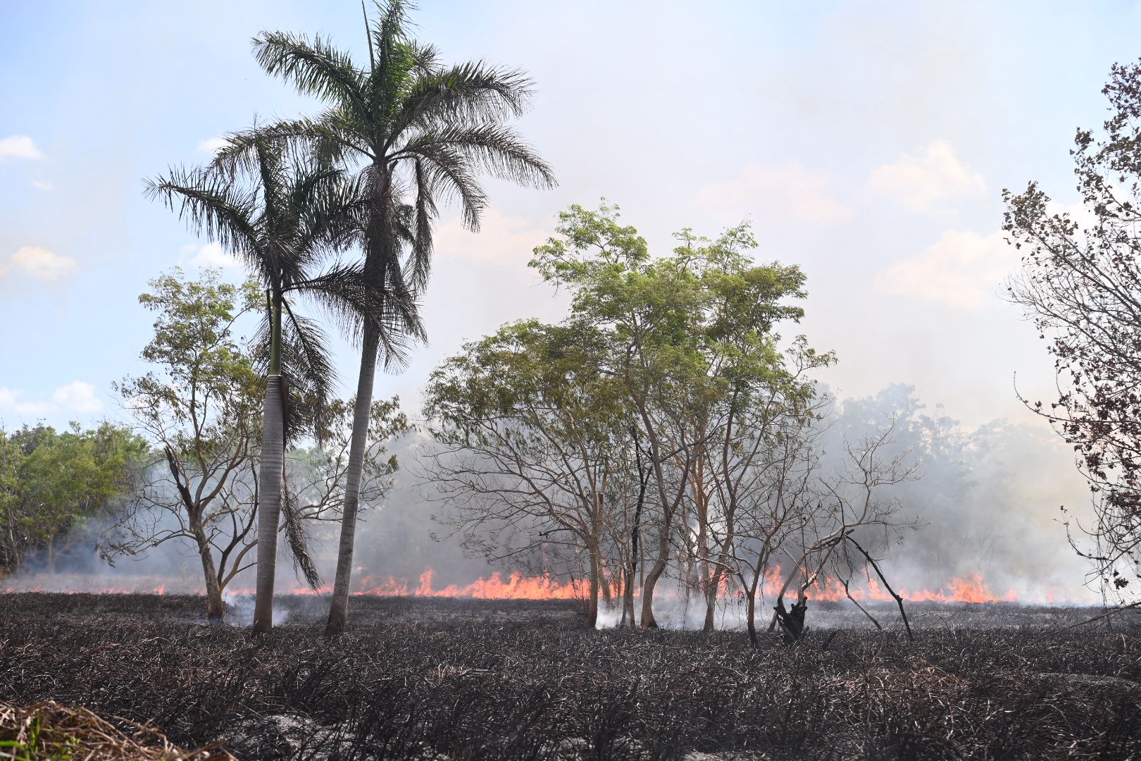 UPR anuncia medidas para atender fuegos forestales en el Jardín Botánico