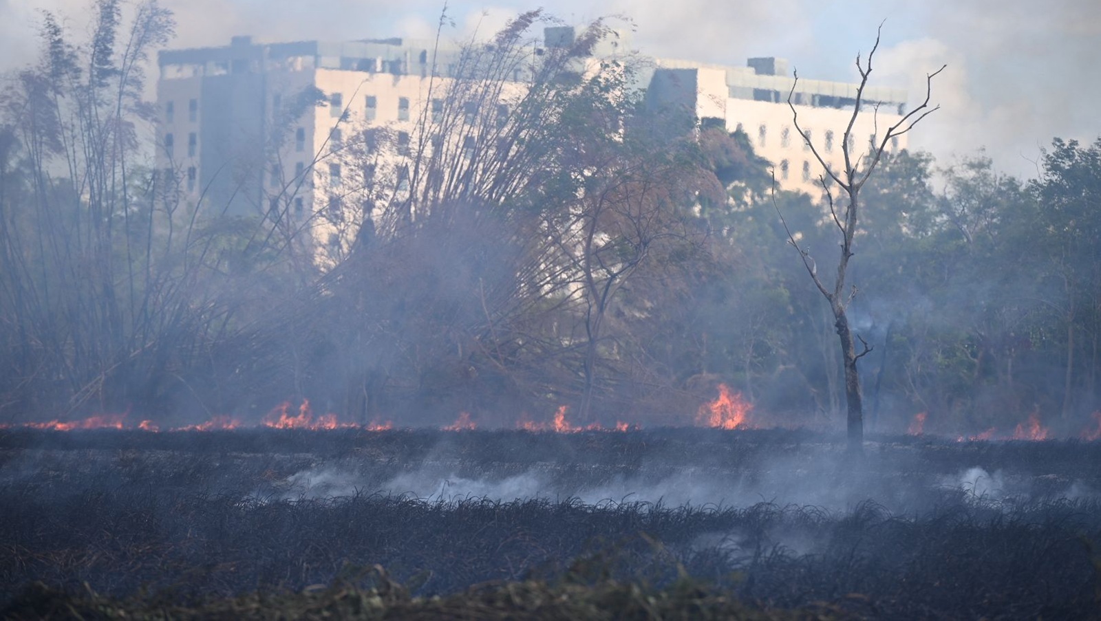 Área de Jardín Botánico donde originó incendio “provocado” no tenía vigilancia