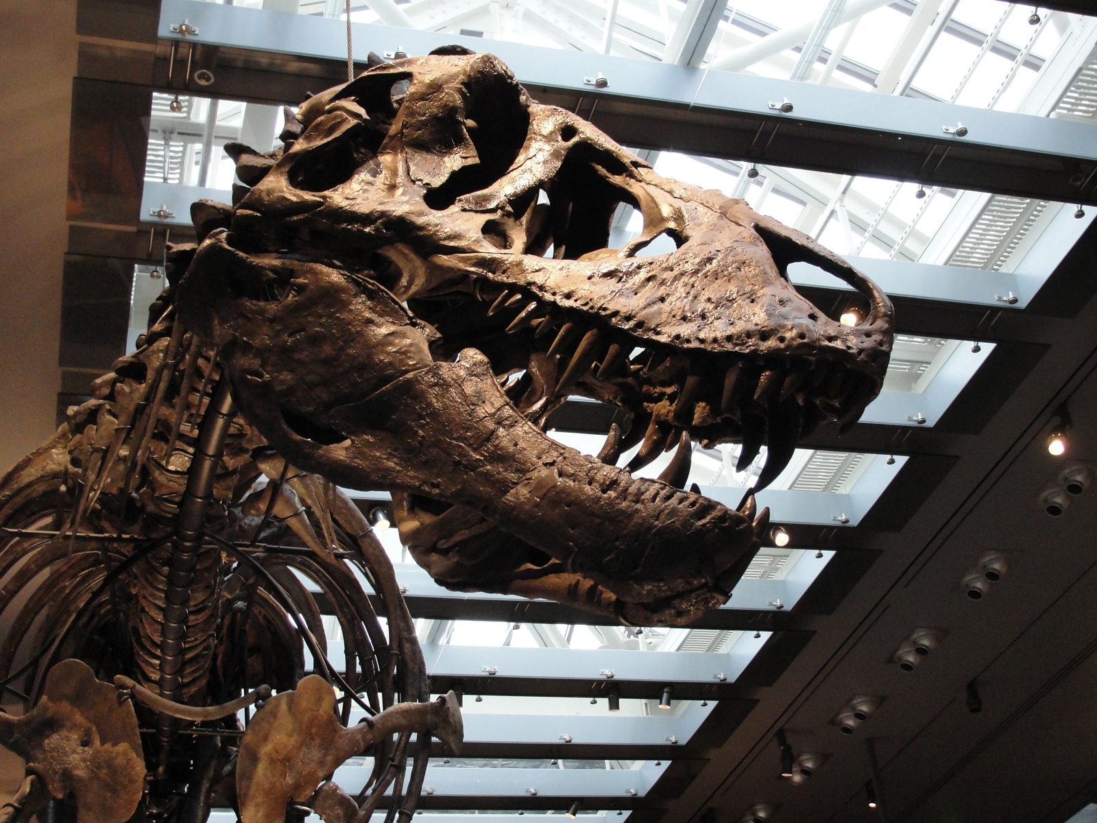 El Tyrannosaurus rex era de sangre caliente y se sabe por sus dientes