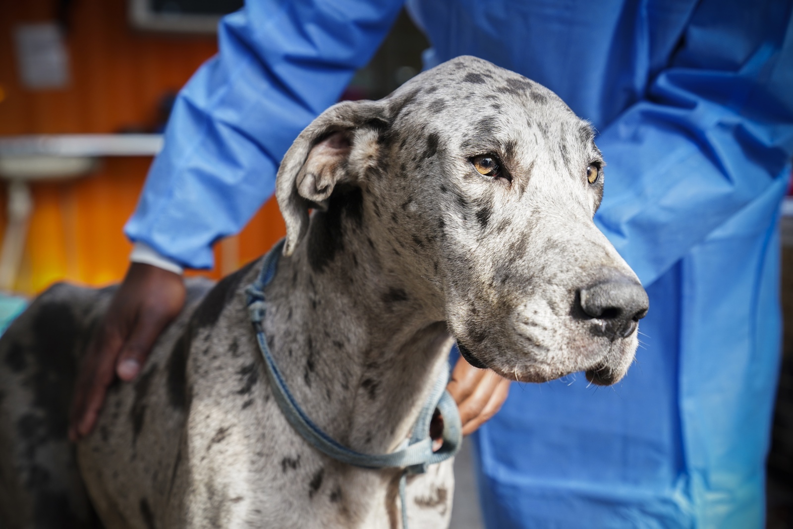 Los perros más grandes envejecen antes y la respuesta puede estar en los genes saltarines