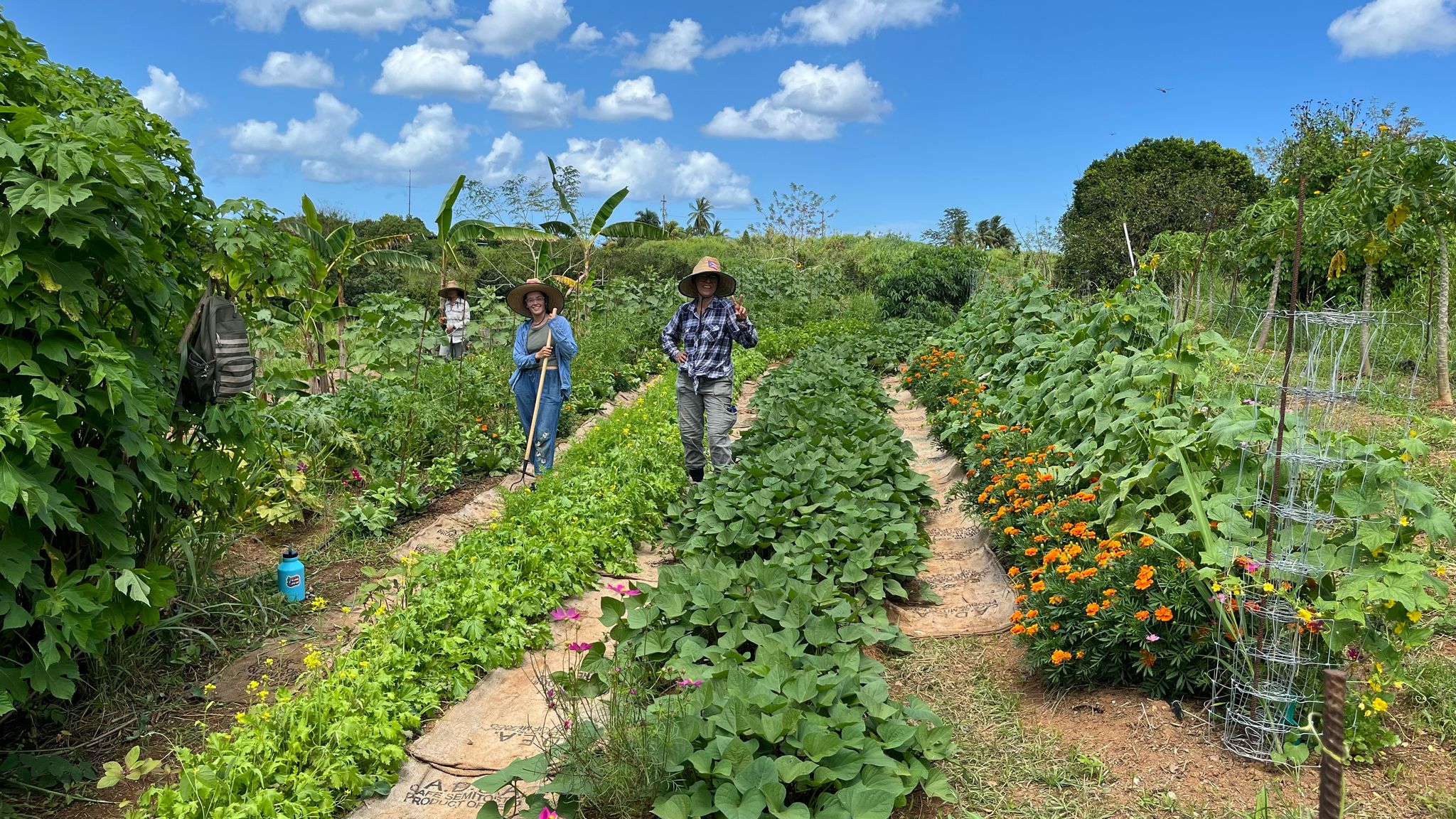 Denuncian que rector de la UPR en Mayagüez canceló acuerdo que capacitó más de 500 agricultores